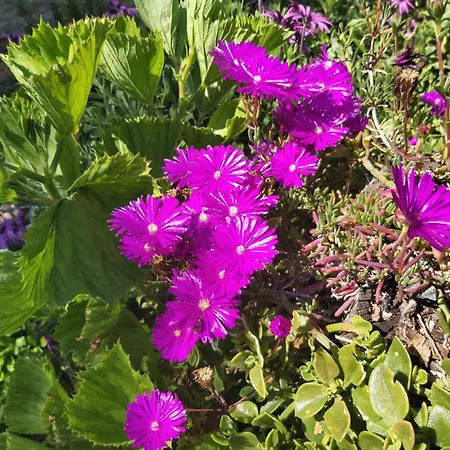 Casa Delfim - Casas Azul&verde Alte