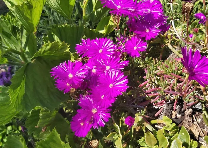 Casa Delfim - Casas Azul&verde Alte